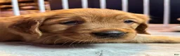 Golden Retriever dogs for sale: Girl 1 - Ad 2