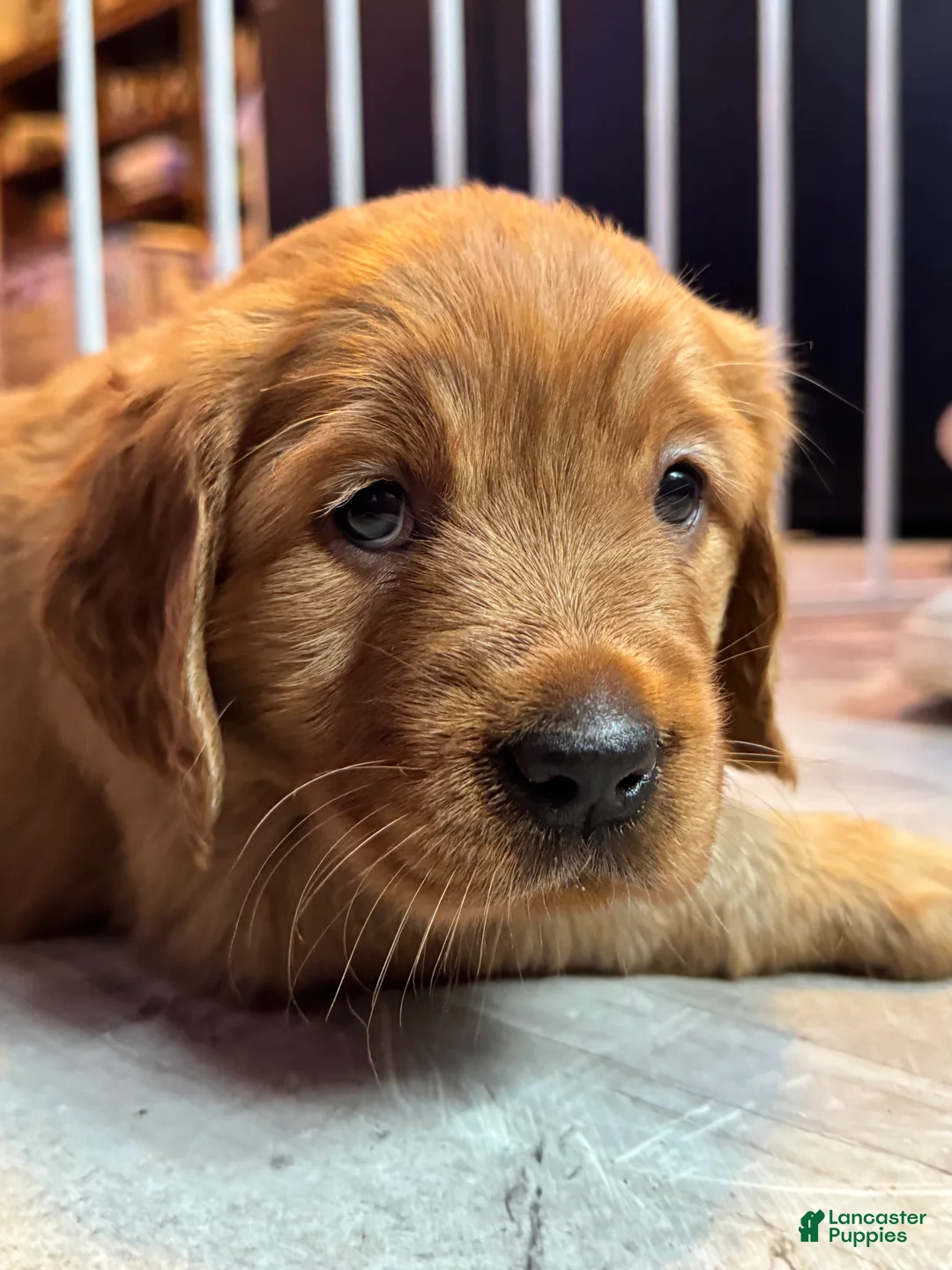 Golden Retriever dogs for sale: Girl 1 - Ad 2