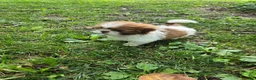 Shih Tzu dogs for sale: Shih Tzu 4 - Ad 4