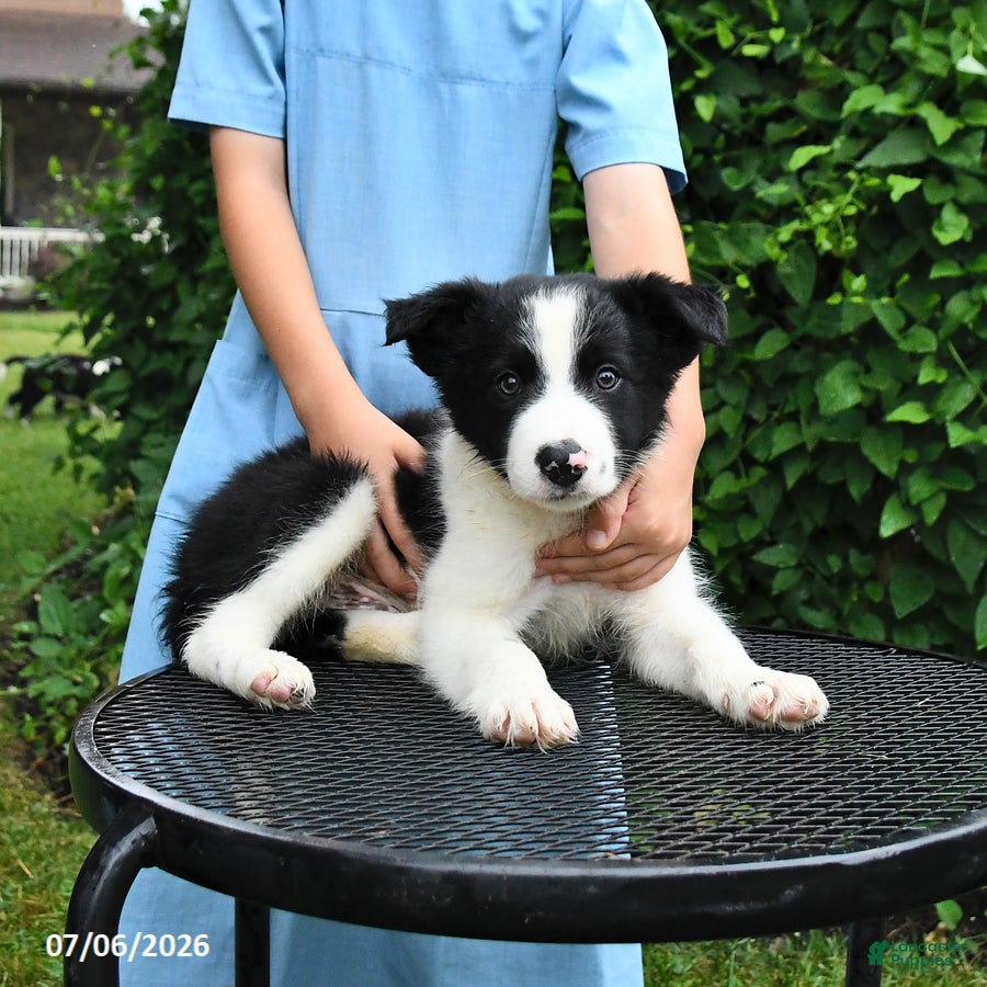 Border Collie dogs Patches - Ad 1