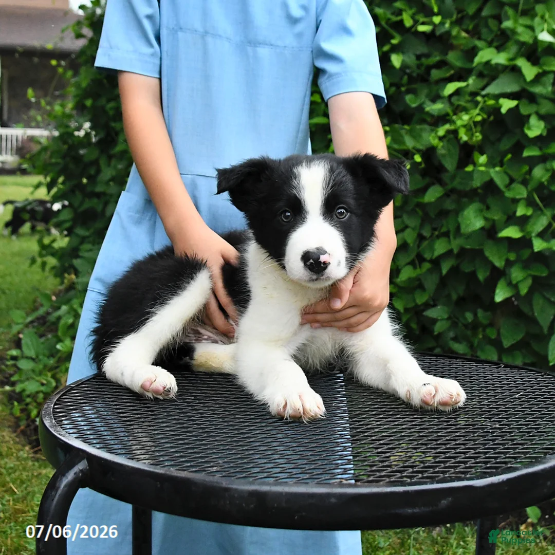 Border Collie dogs for sale: Patches - Ad 1