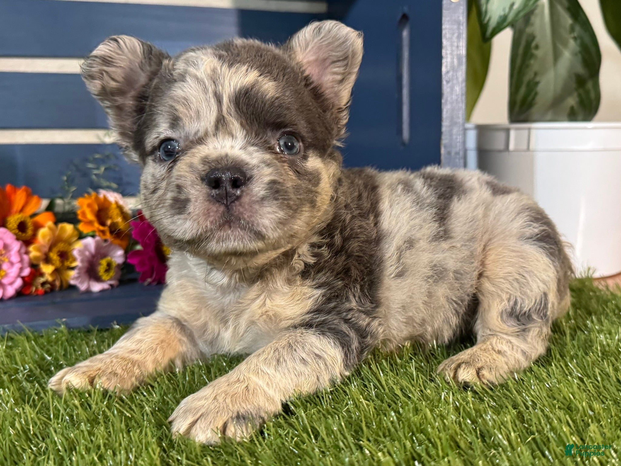 French Bulldog dogs Gabriel  - Ad 1