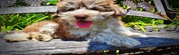 Havapoo dogs for sale: Domino - Ad 6