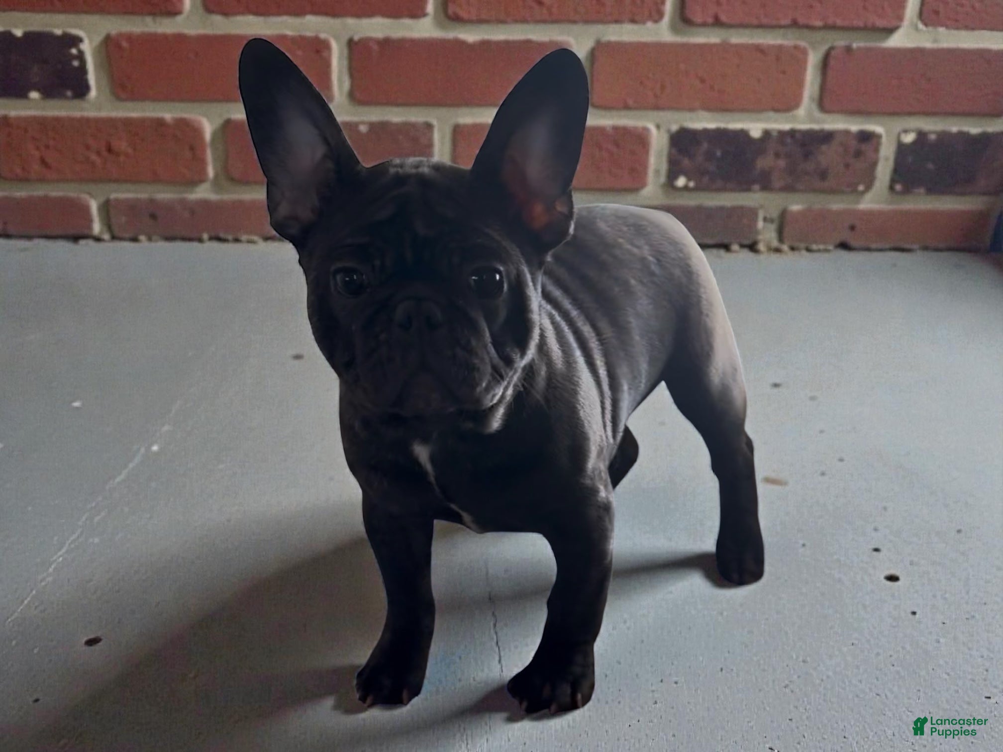 French Bulldog dogs Frances - Ad 9