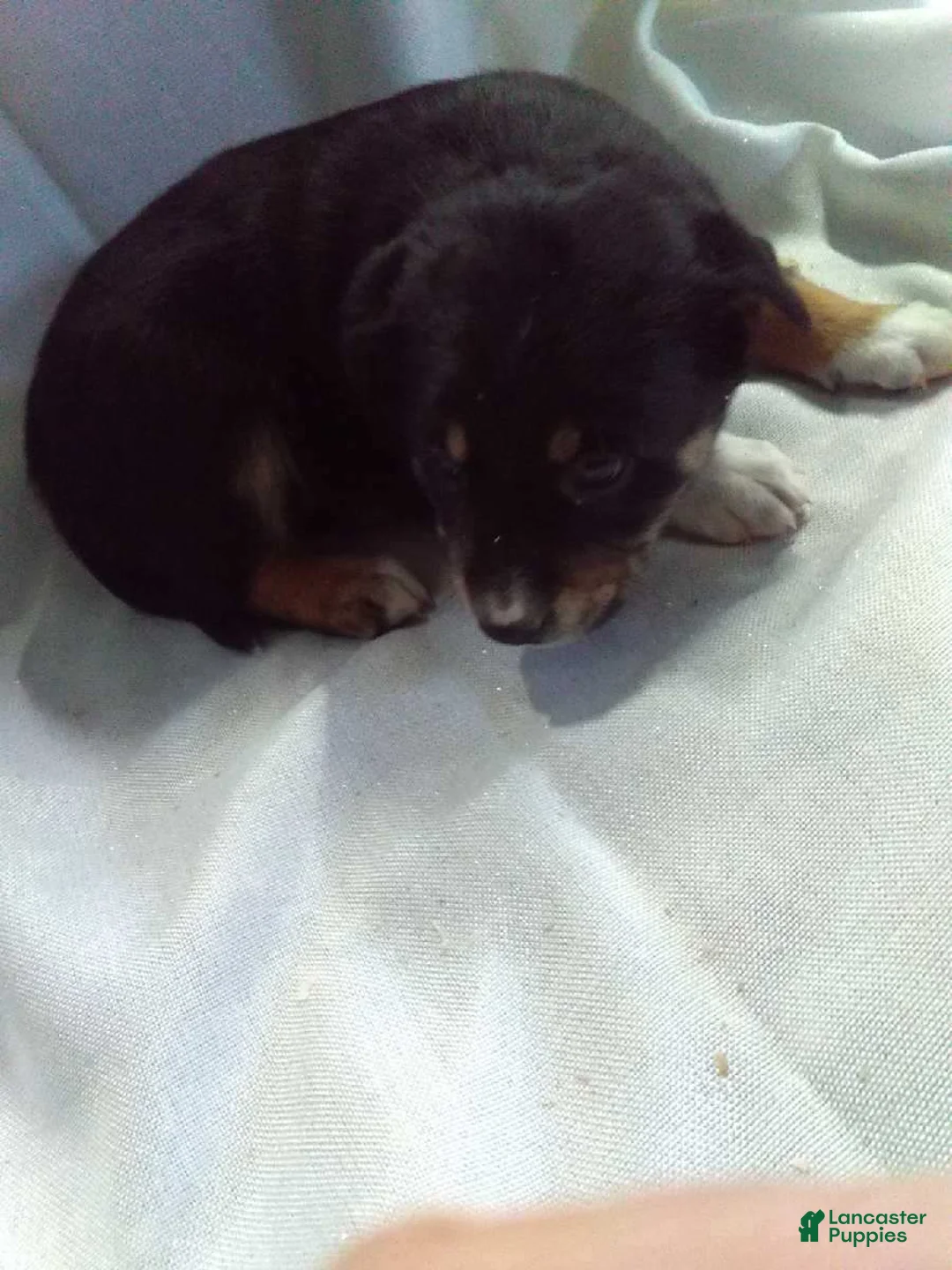 Mixed Breed dogs for sale: Mixed Breed Puppy 6 - Ad 1