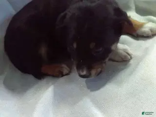 Mixed Breed dogs Mixed Breed Puppy 6 - Ad 37