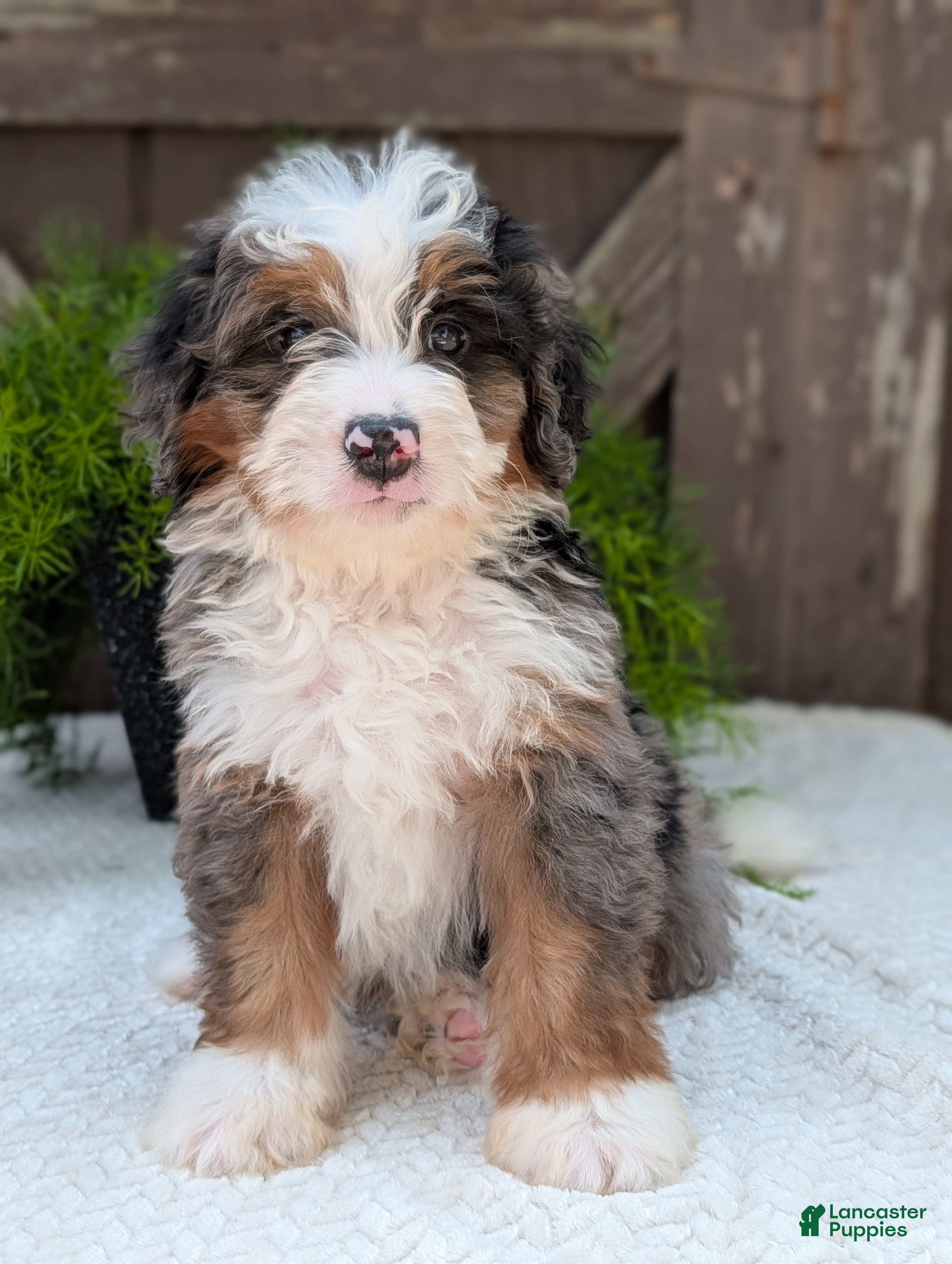 Mini Bernedoodle dogs Mini Louie  - Ad 2