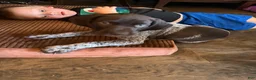 German Shorthaired Pointer dogs for sale: German Shorthaired Pointer Puppy 1 - Ad 4