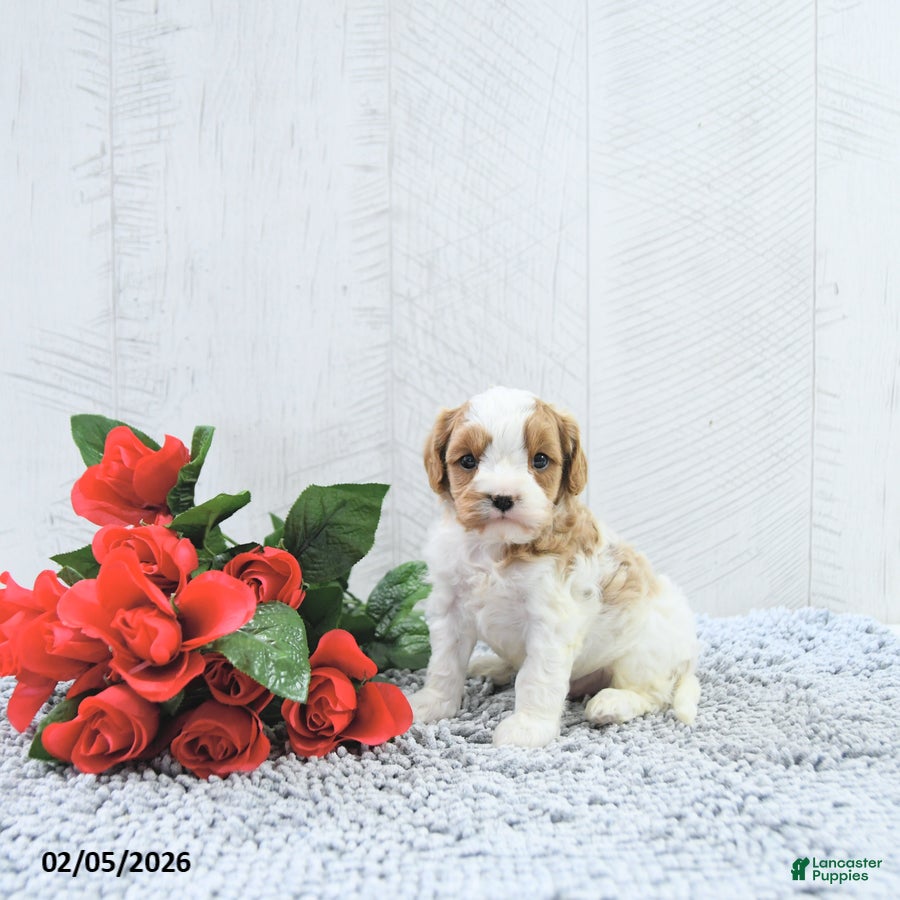 Cavapoo dogs Macho - Ad 12
