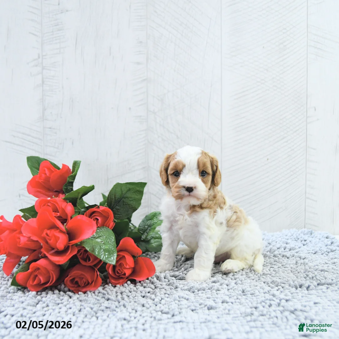 Cavapoo dogs for sale: Macho - Ad 1