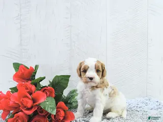 Cavapoo dogs Macho - Ad 17