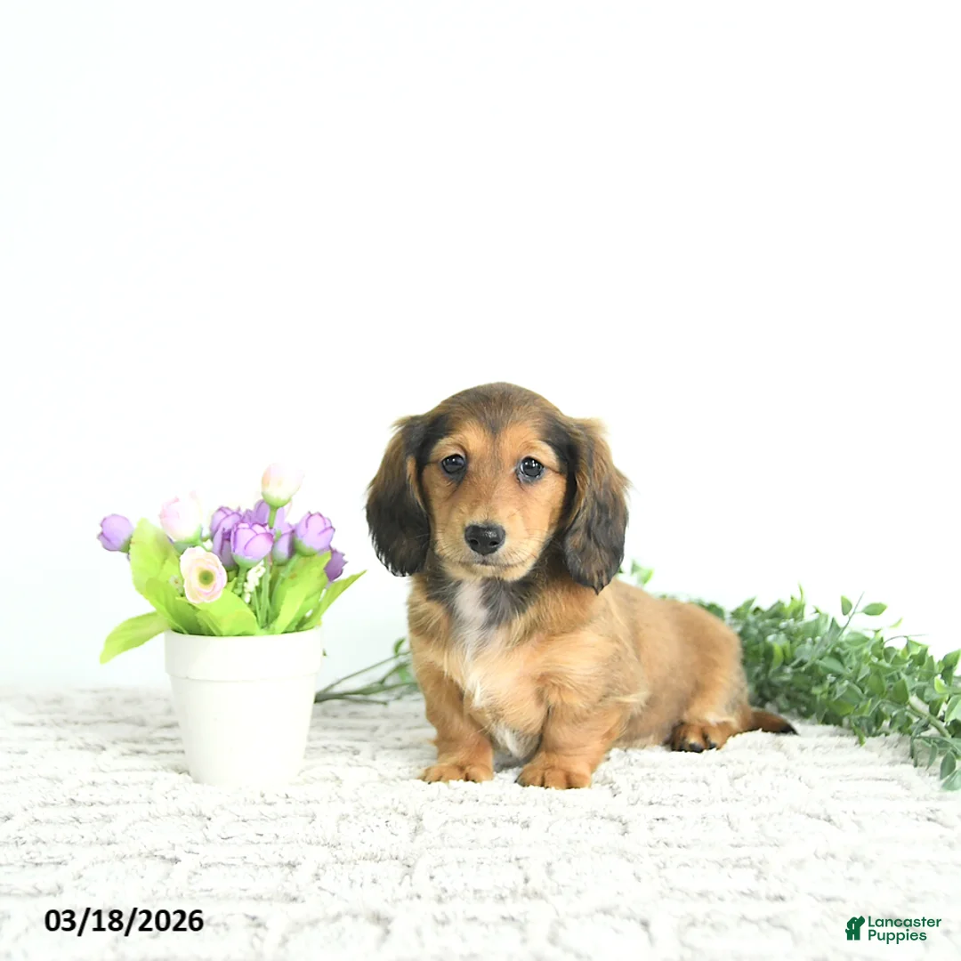 Miniature Dachshund dogs for sale: Rosie - Ad 1