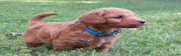 Mini Goldendoodle dogs for sale: Cappuccino  - Ad 6
