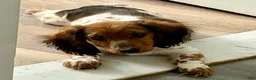 Miniature Dachshund dogs for sale: Miniature Dachshund 1 - Ad 4