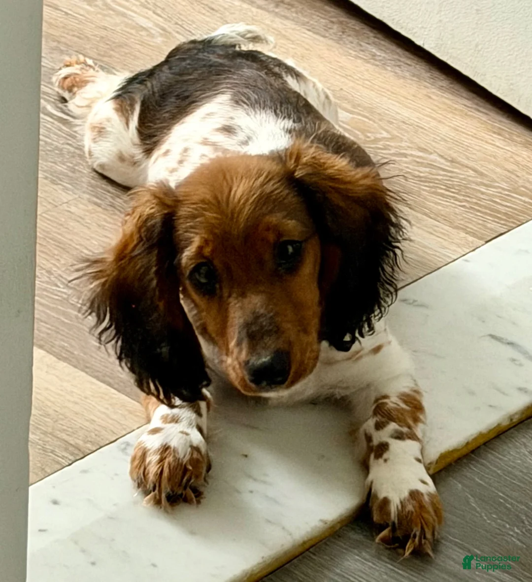 Miniature Dachshund dogs for sale: Miniature Dachshund 1 - Ad 4