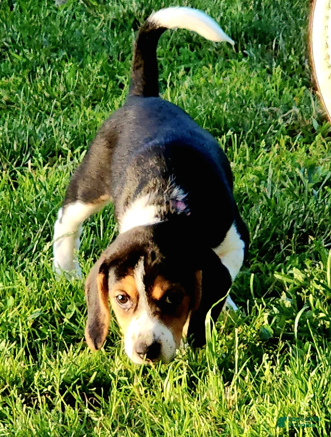 Beagle dogs for sale: Lily - Ad 2