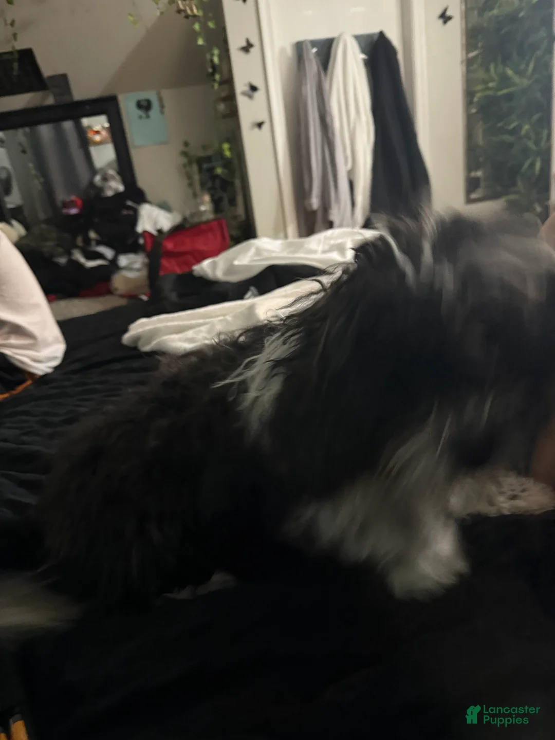 Shihpoo dogs for sale: Shihpoo Puppy 1 - Ad 4