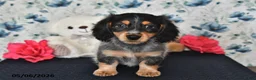 Miniature Dachshund dogs for sale: Ollie - Ad 5