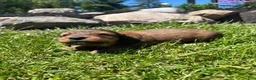 Miniature Dachshund dogs for sale: Blazer - Ad 3