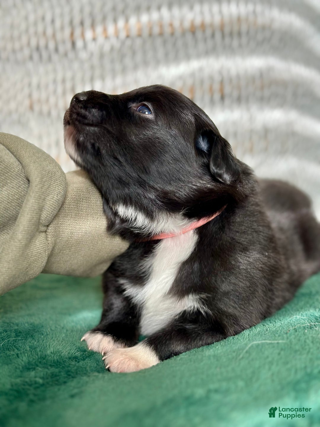 Australian Shepherd dogs for sale: Black Tri Female (Salem) - Ad 2