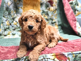 Goldendoodle dogs Mindy - Ad 2