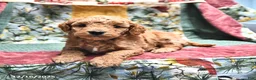 Goldendoodle dogs for sale: Mindy - Ad 6