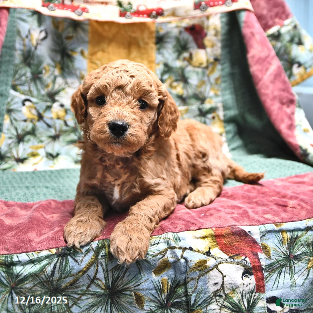 Goldendoodle dogs for sale: Mindy - Ad 6