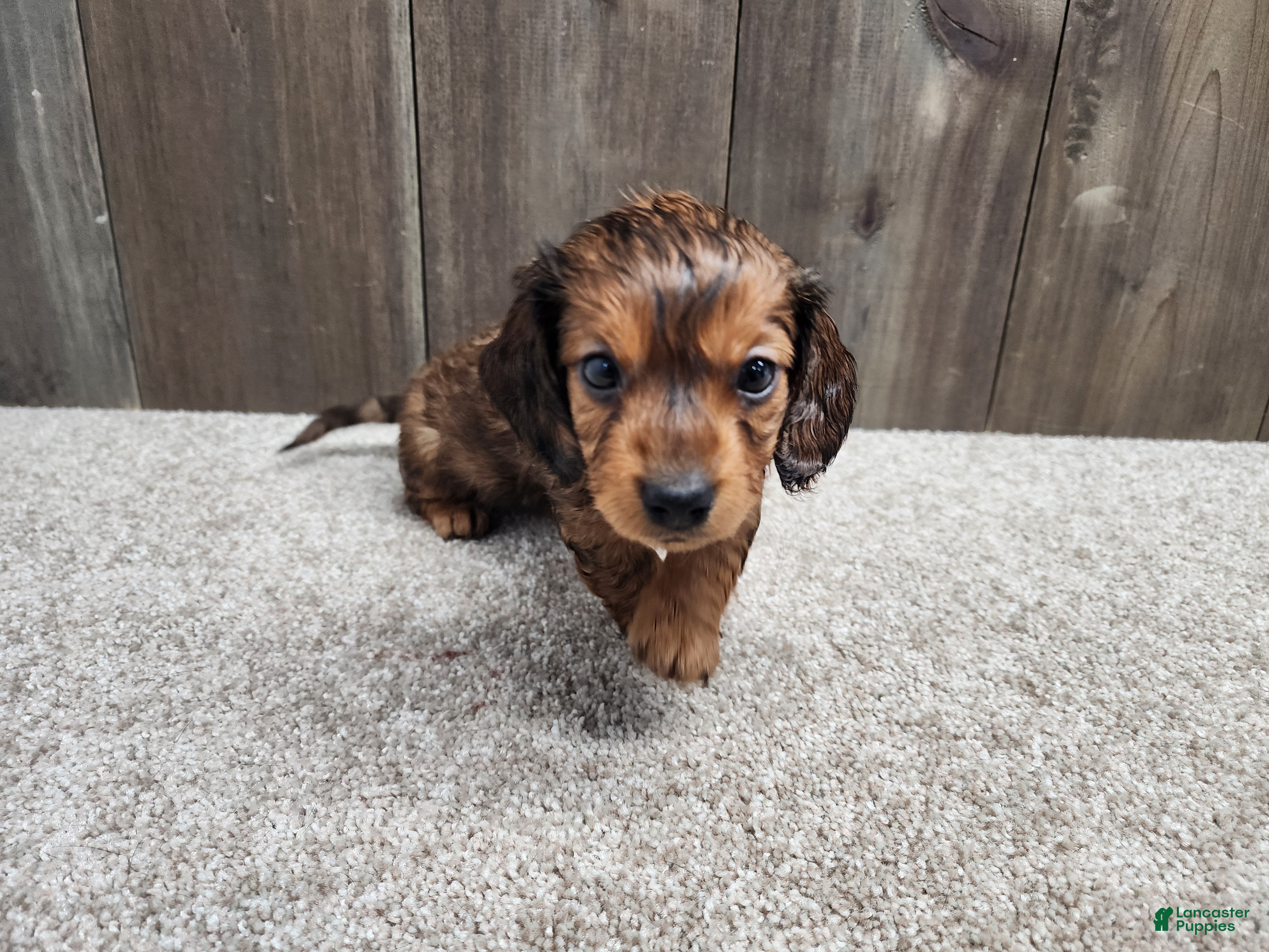 Miniature Dachshund dogs Gus - Ad 2