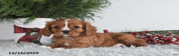 Cavalier King Charles Spaniel dogs for sale: Starlight - Ad 2