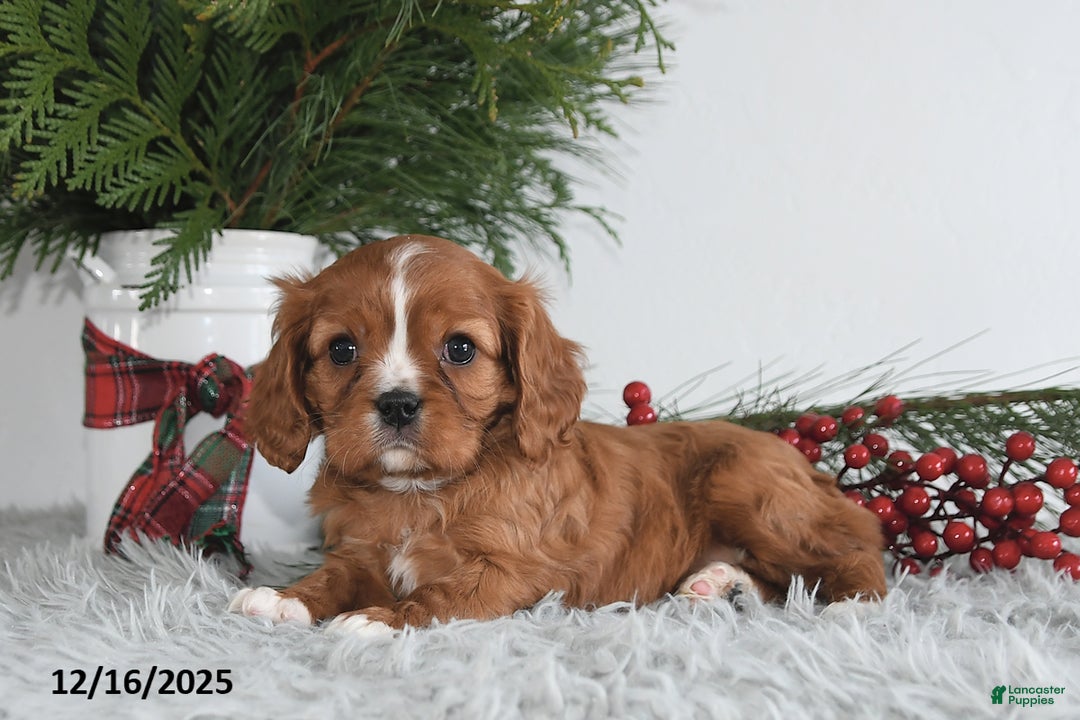 Cavalier King Charles Spaniel dogs for sale: Starlight - Ad 2