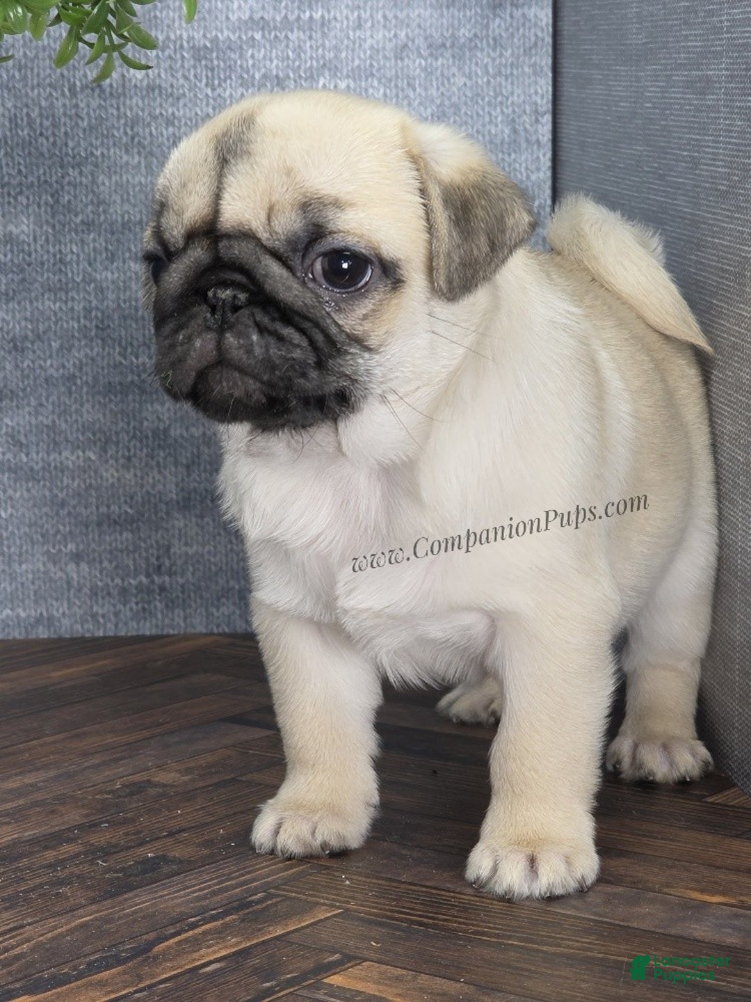Pug dogs for sale: Excellent Christmas Present! - Silver Fawn Boy - Ad 14