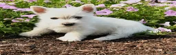 West Highland Terrier dogs for sale: Jaxon - Ad 3