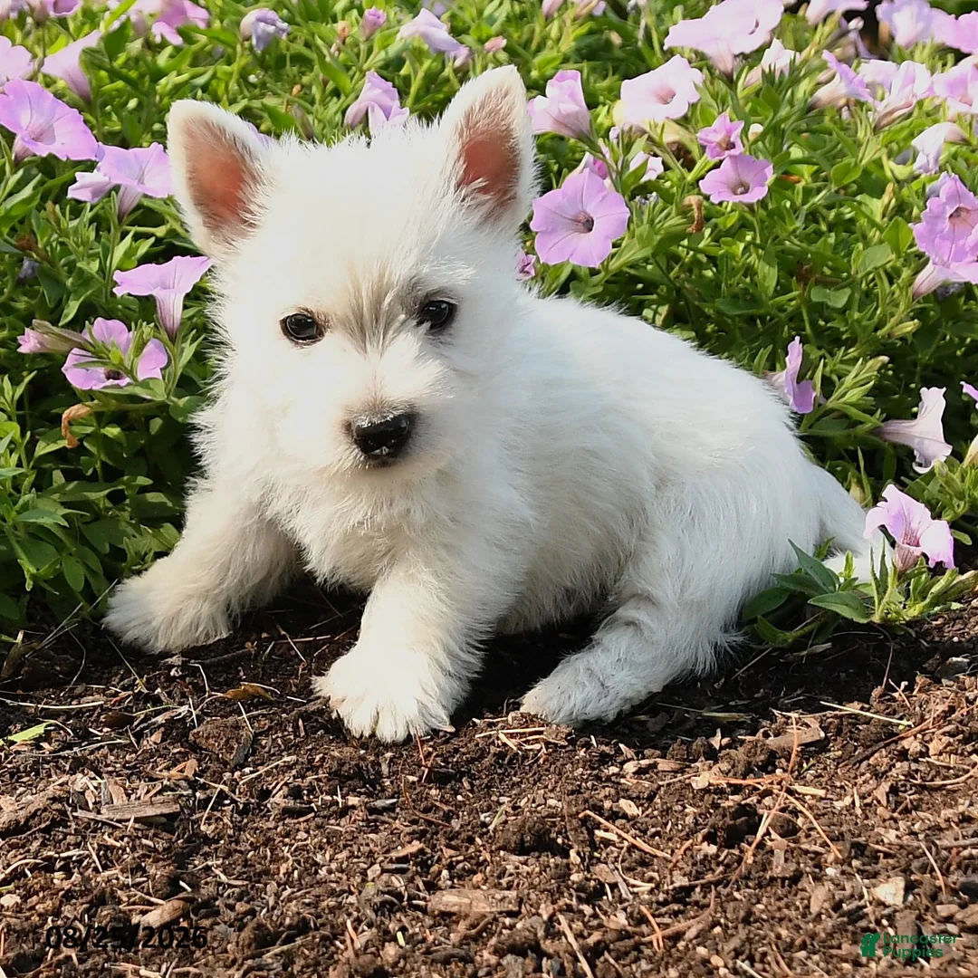 West Highland Terrier dogs for sale: Jaxon - Ad 3