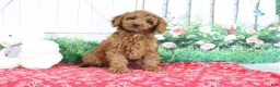 Mini Goldendoodle dogs for sale: April - Ad 3