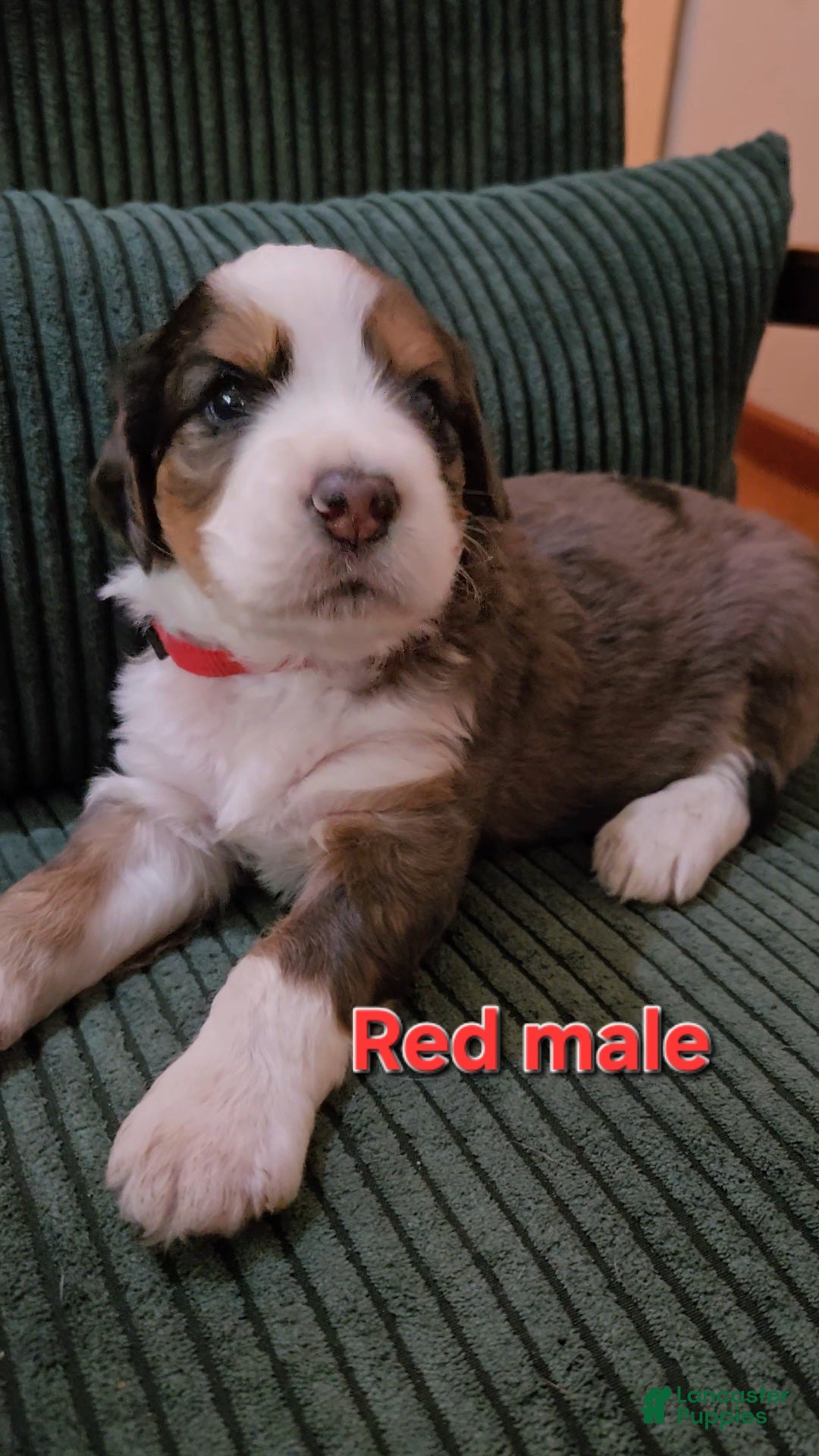 Bernedoodle dogs Bernedoodle 3 Red collar  - Ad 2