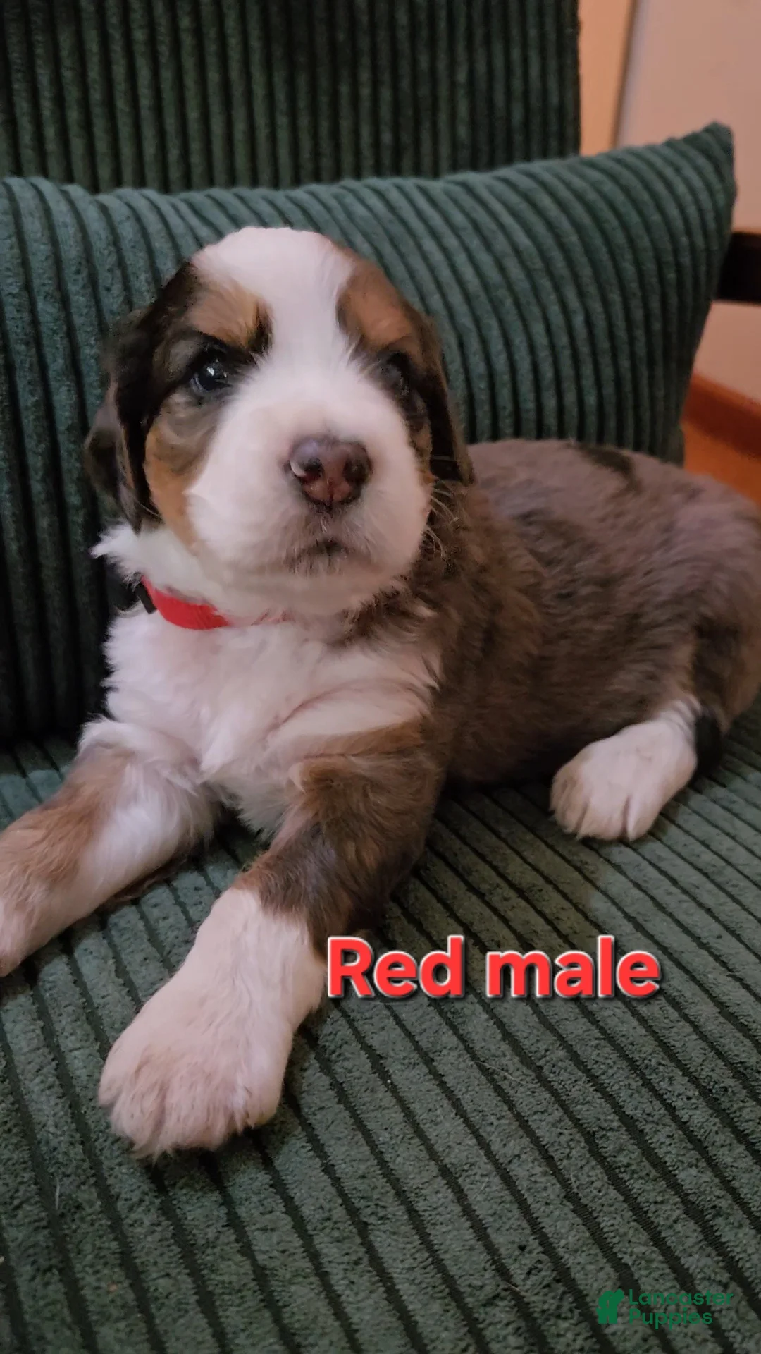Bernedoodle dogs for sale: Bernedoodle 3 Red collar  - Ad 1
