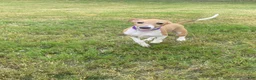 Italian Greyhound dogs for sale: Mr purple - Ad 1