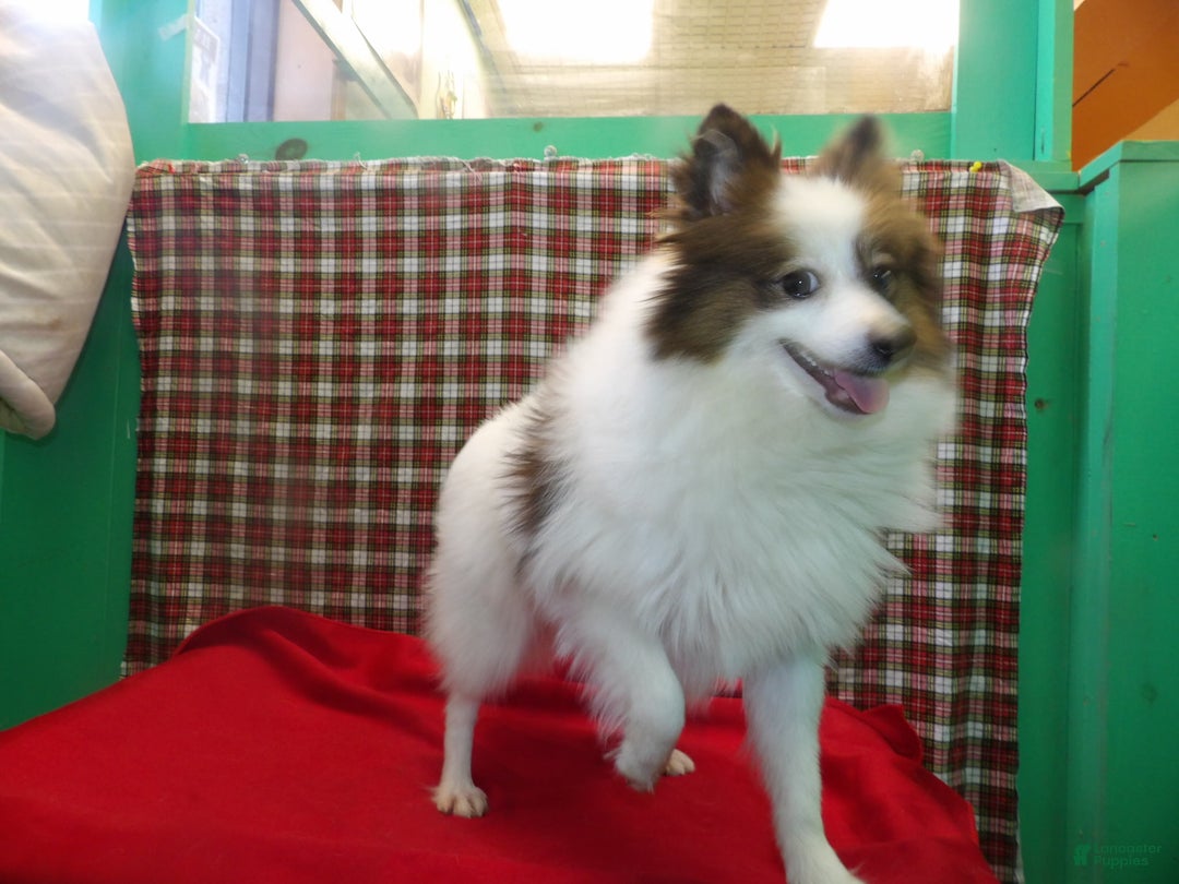 Pomeranian dogs for sale: Candy - Ad 3