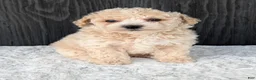 Bichpoo dogs for sale: Kody - Ad 5