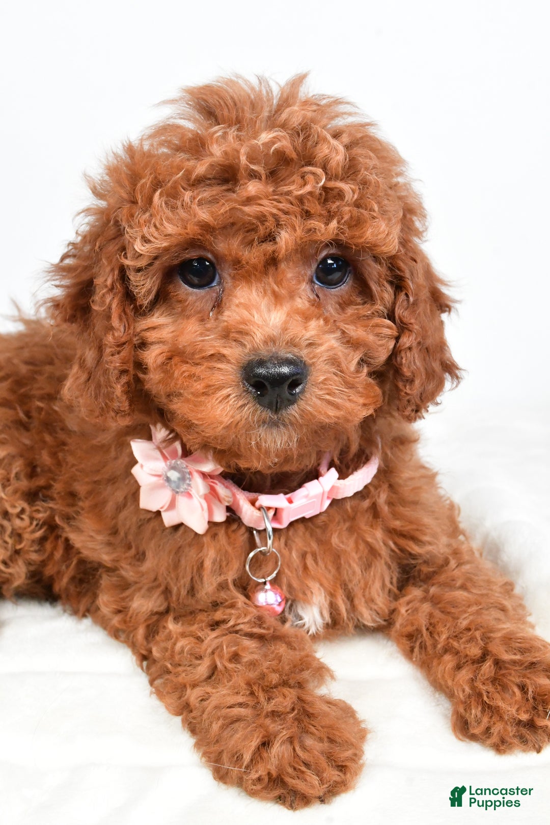 Cavapoo dogs for sale: Serena - Ad 10