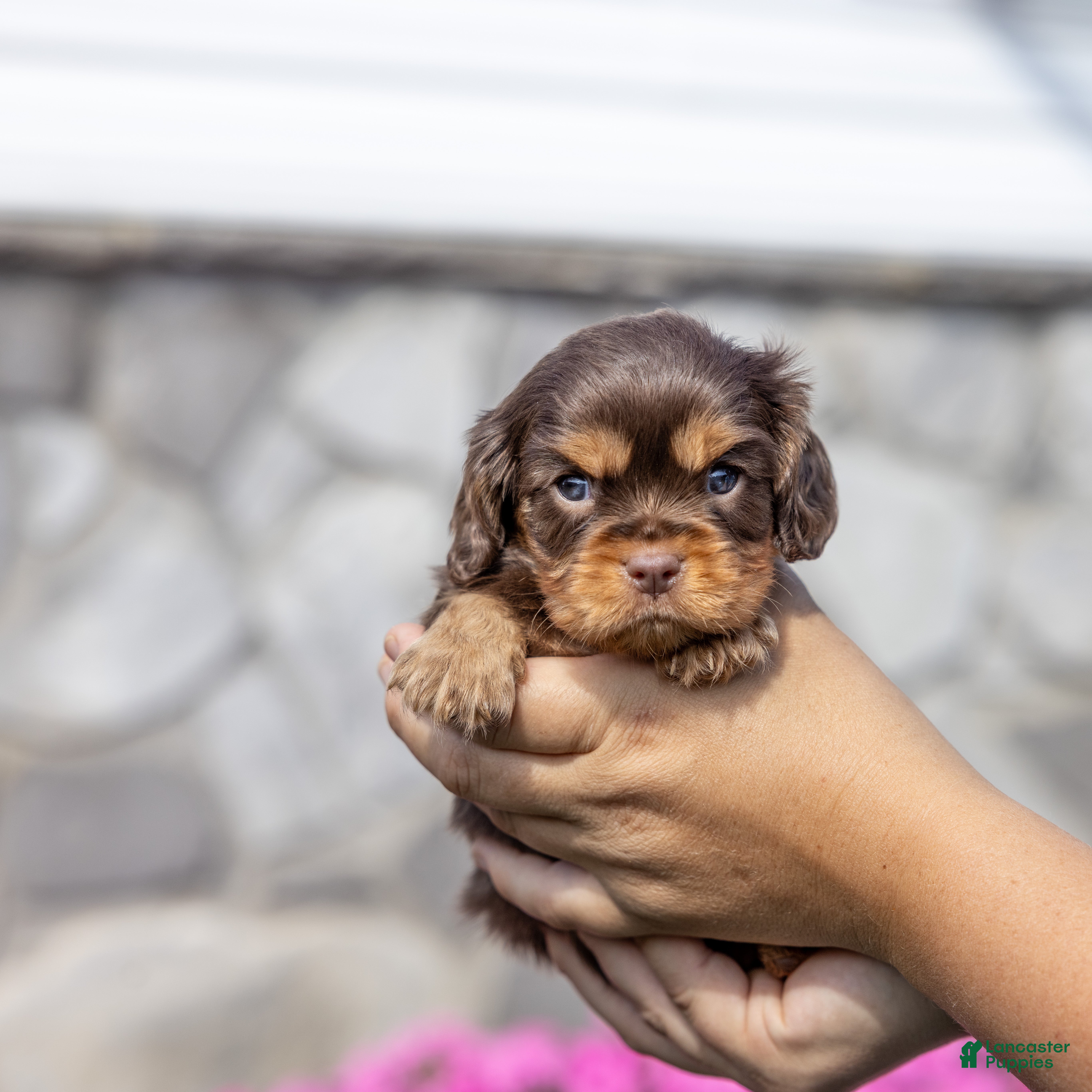 Cavalier King Charles Spaniel dogs Milo - Ad 2