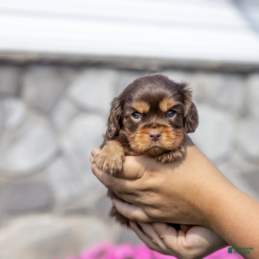 Cavalier King Charles Spaniel dogs for sale: Milo - Ad 2