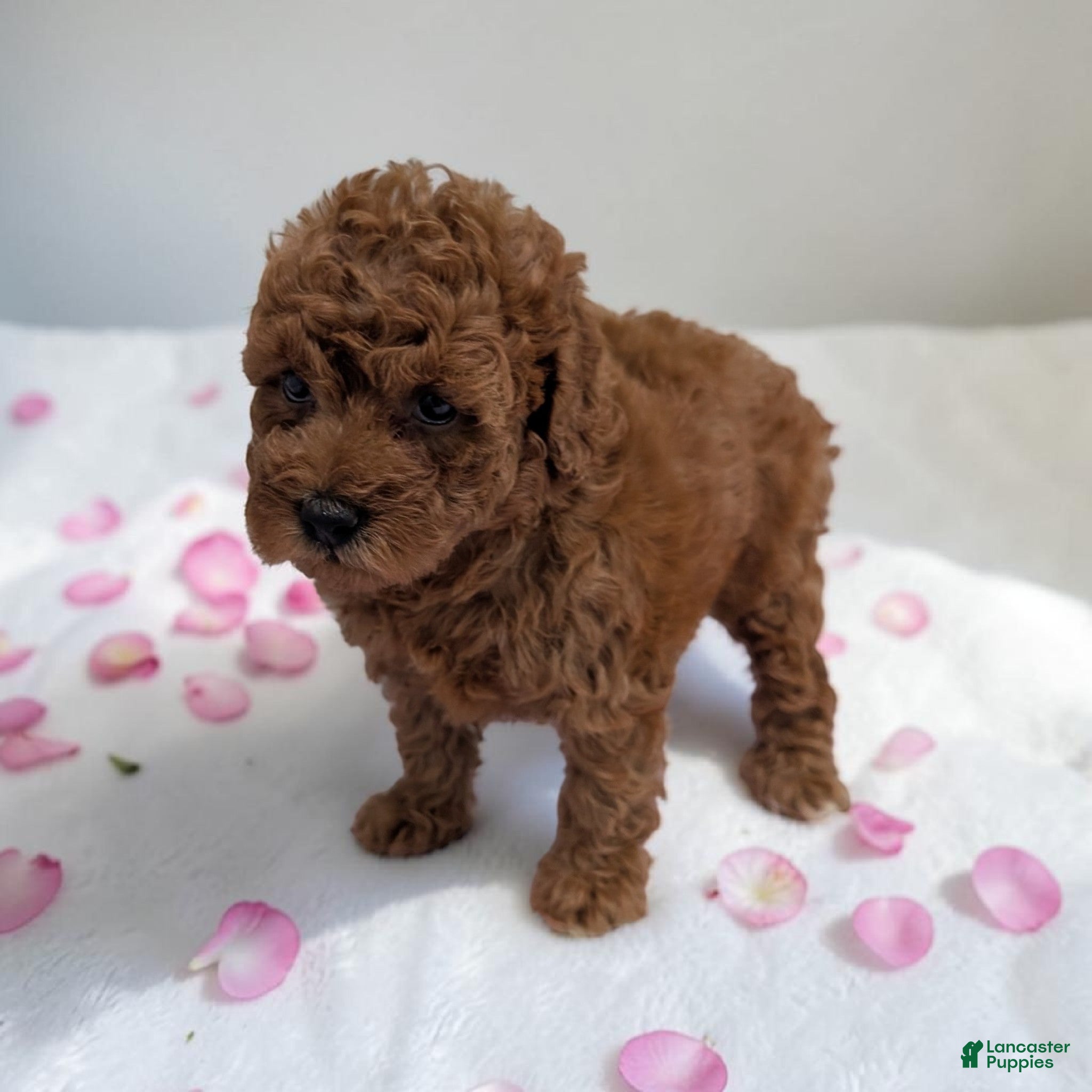 Cavapoo dogs Lilly - Ad 2
