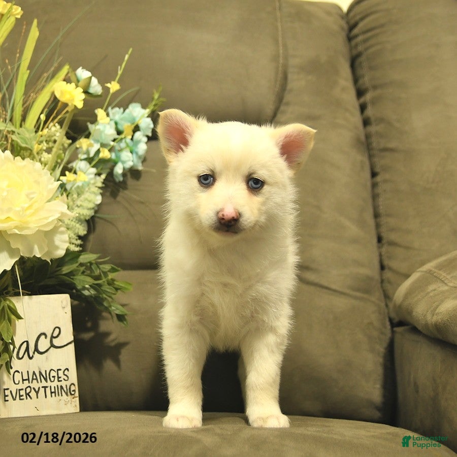 Pomsky dogs Violet  - Ad 2