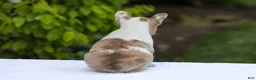 French Bulldog dogs for sale: Copper - Ad 11