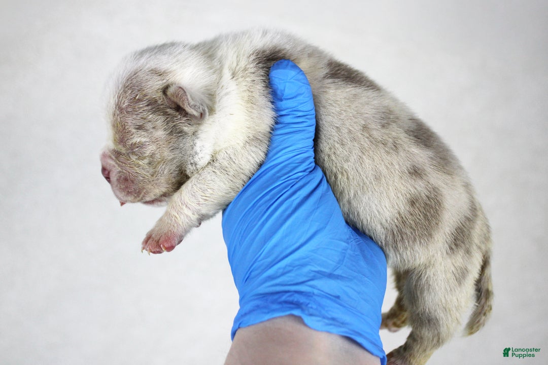 American Bully dogs for sale: Lilac Merle Male - Ad 2