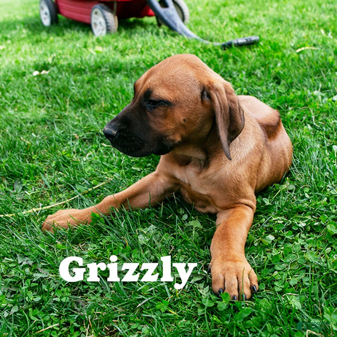 Rhodesian Ridgeback dogs for sale: Grizzly - Ad 2