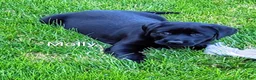 Labrador Retriever dogs for sale: Labrador Retriever Puppy 3 Molly  - Ad 2