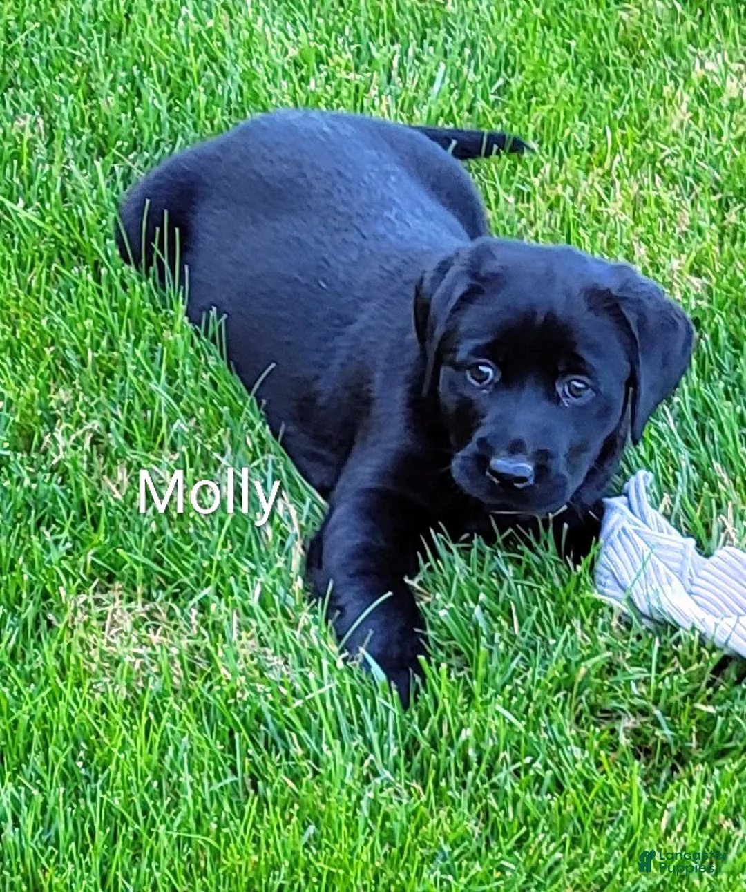 Labrador Retriever dogs for sale: Labrador Retriever Puppy 3 Molly  - Ad 2