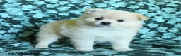 Pomeranian dogs for sale: Pepper - Ad 4